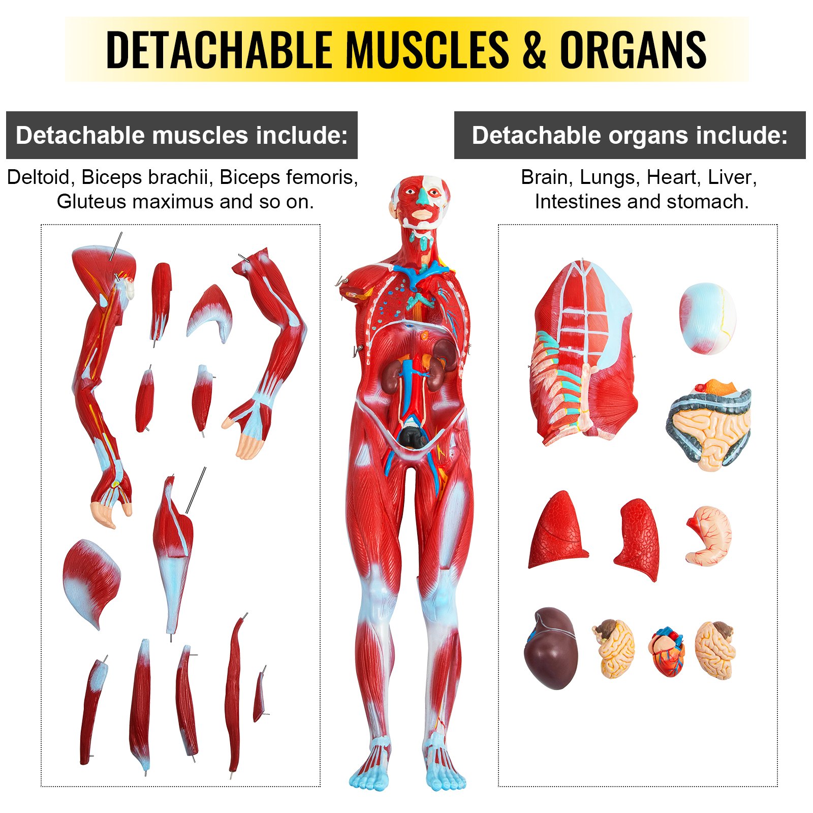 VEVOR Human Muscular Figure 27 Parts Muscular Anatomy Model 1/2 Life Size Model