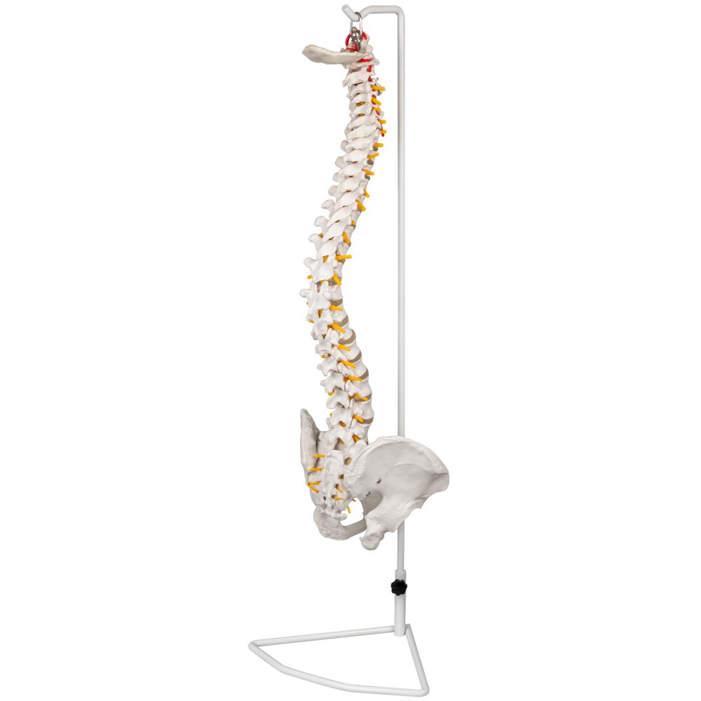 VEVOR Modelo de columna vertebral blanca Altura total de 33 pulgadas Modelo de columna vertebral esquelética Longitud de columna de 30 pulgadas Modelo de columna vertebral de tamaño real con nervios espinales, base de cráneo y pelvis Modelo de columna flexible con soporte