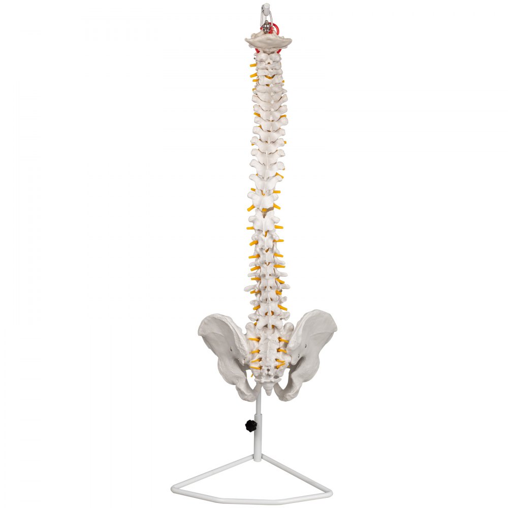 VEVOR Modelo de columna vertebral blanca Altura total de 33 pulgadas Modelo de columna vertebral esquelética Longitud de columna de 30 pulgadas Modelo de columna vertebral de tamaño real con nervios espinales, base de cráneo y pelvis Modelo de columna flexible con soporte