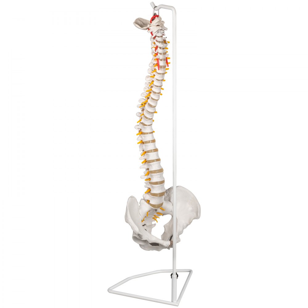 VEVOR Modelo de columna vertebral blanca Altura total de 33 pulgadas Modelo de columna vertebral esquelética Longitud de columna de 30 pulgadas Modelo de columna vertebral de tamaño real con nervios espinales, base de cráneo y pelvis Modelo de columna flexible con soporte