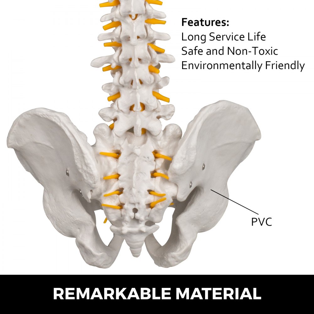 VEVOR Modelo de columna vertebral blanca Altura total de 33 pulgadas Modelo de columna vertebral esquelética Longitud de columna de 30 pulgadas Modelo de columna vertebral de tamaño real con nervios espinales, base de cráneo y pelvis Modelo de columna flexible con soporte