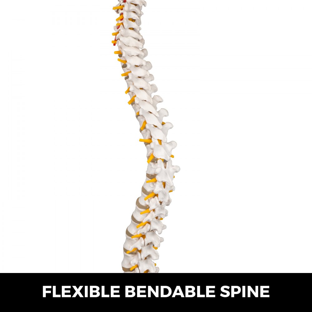 VEVOR Modelo de columna vertebral blanca Altura total de 33 pulgadas Modelo de columna vertebral esquelética Longitud de columna de 30 pulgadas Modelo de columna vertebral de tamaño real con nervios espinales, base de cráneo y pelvis Modelo de columna flexible con soporte