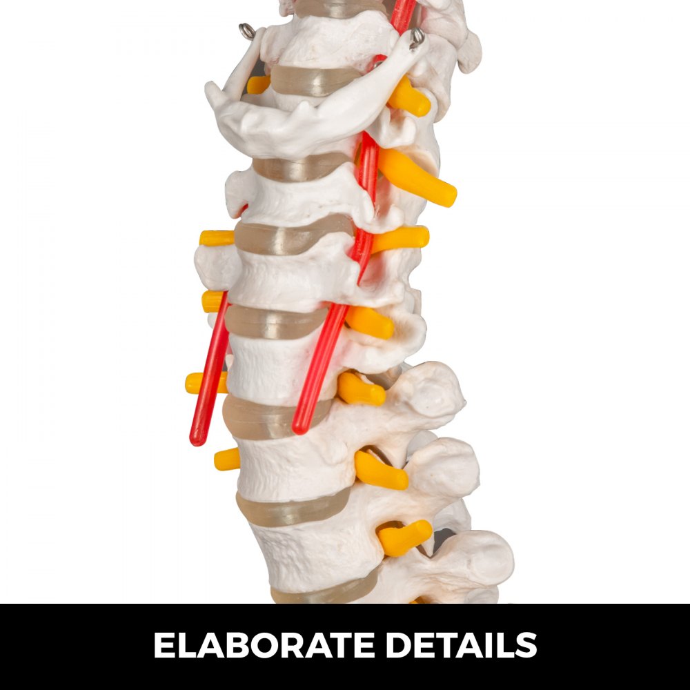 VEVOR Modelo de columna vertebral blanca Altura total de 33 pulgadas Modelo de columna vertebral esquelética Longitud de columna de 30 pulgadas Modelo de columna vertebral de tamaño real con nervios espinales, base de cráneo y pelvis Modelo de columna flexible con soporte