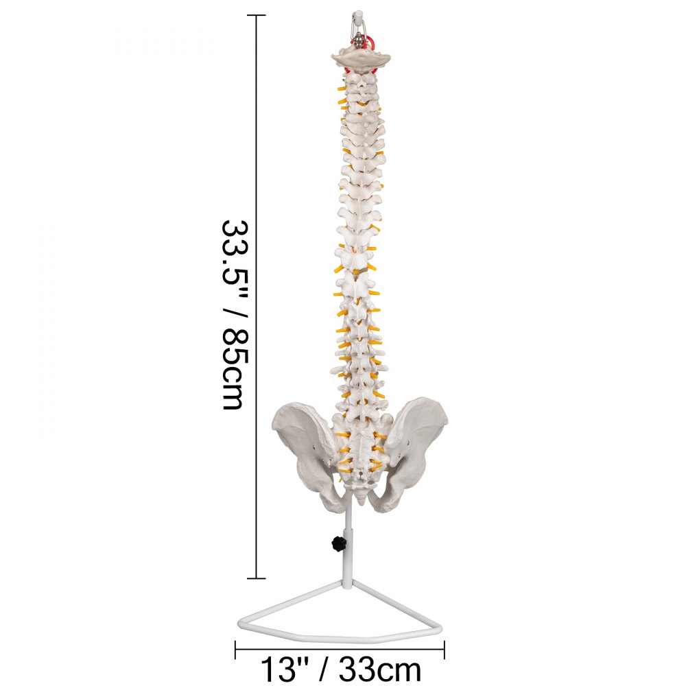 VEVOR Modelo de columna vertebral blanca Altura total de 33 pulgadas Modelo de columna vertebral esquelética Longitud de columna de 30 pulgadas Modelo de columna vertebral de tamaño real con nervios espinales, base de cráneo y pelvis Modelo de columna flexible con soporte
