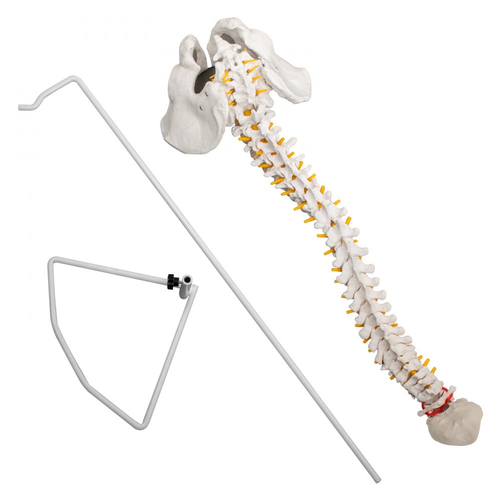 VEVOR Modelo de columna vertebral blanca Altura total de 33 pulgadas Modelo de columna vertebral esquelética Longitud de columna de 30 pulgadas Modelo de columna vertebral de tamaño real con nervios espinales, base de cráneo y pelvis Modelo de columna flexible con soporte