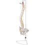 VEVOR White Vertebral Column Model 33inch Total Height Skeleton Spine Model 30inch Spine Length Life Size Spine Model with Spinal Nerves, Skull Base and Pelvis Flexible Spine Model with Stand