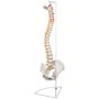VEVOR White Vertebral Column Model 33inch Total Height Skeleton Spine Model 30inch Spine Length Life Size Spine Model with Spinal Nerves, Skull Base and Pelvis Flexible Spine Model with Stand