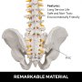 Vertebral Column Spine Model 85cm Life Size White Skeleton Flexible W/stand