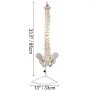VEVOR White Vertebral Column Model 33inch Total Height Skeleton Spine Model 30inch Spine Length Life Size Spine Model with Spinal Nerves, Skull Base and Pelvis Flexible Spine Model with Stand