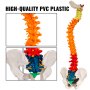 Didactic Vertebral Column Pelvis Model Medical Skeleton Anatomical Spine w/Stand