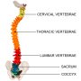 Vertebral Column Model Skeleton Spine Model 85cm Spine Model Spinal Column Model