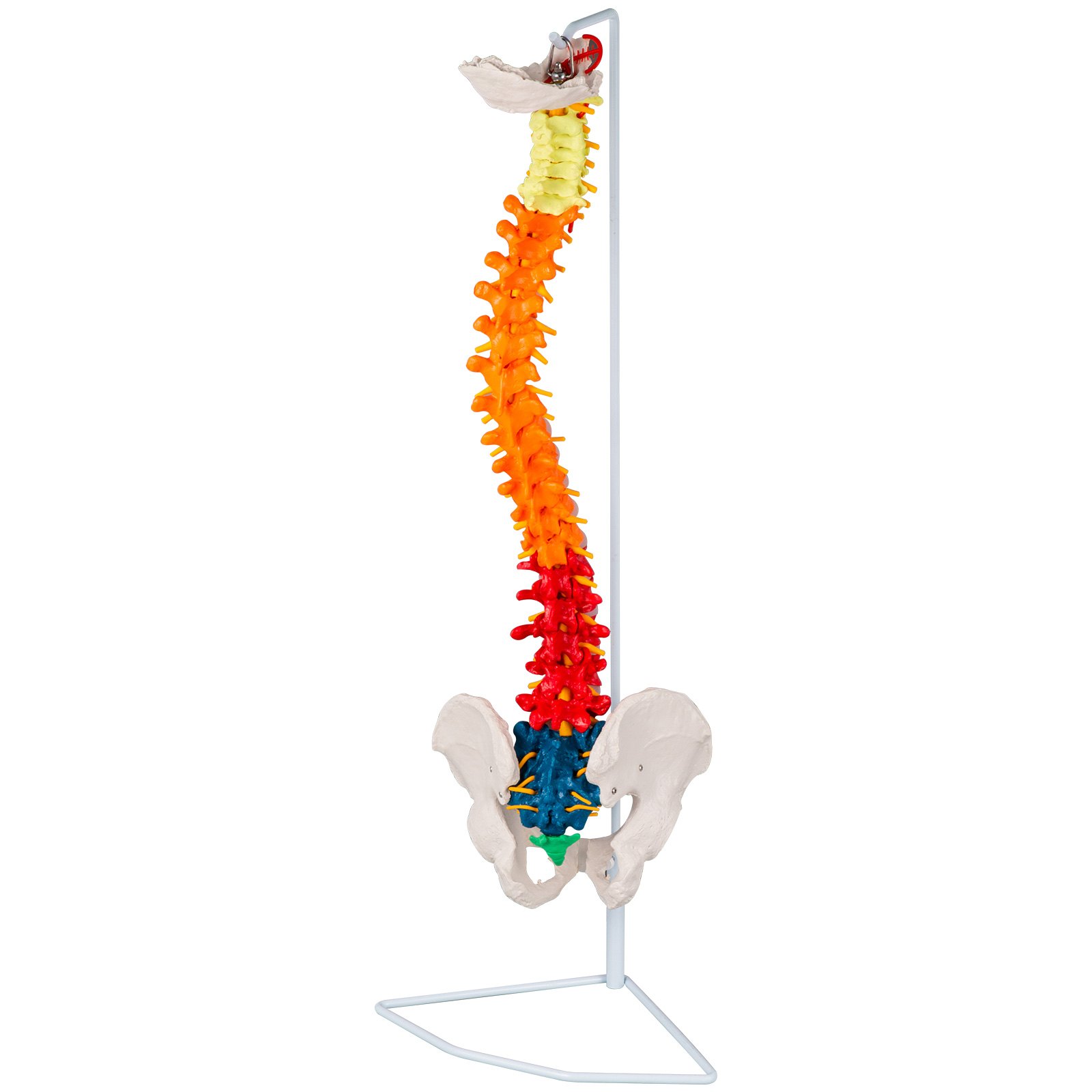 Didactic Vertebral Column Pelvis Model Medical Skeleton Anatomical Spine w/Stand