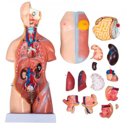 VEVOR Human Body Model 23 Parts 17inch Life Size Human Anatomy Model Unisex Human Torso Models Anatomical Skeleton Model Educational Teaching Tool for Medical Students Science Learning