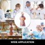 VEVOR Torso Anatomy Model 45cm Human Torso 23 Parts Unisex Human Torso Model Anatomy Models Human Body Anatomical Model Skeleton Life Size Medical Anatomy Educational Teaching Tool