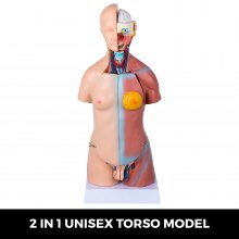 VEVOR Modelo de cuerpo humano 23 partes Modelo de anatomía humana de tamaño real de 17 pulgadas Modelos de torso humano unisex Modelo de esqueleto anatómico Herramienta de enseñanza educativa para estudiantes de medicina Aprendizaje de ciencias