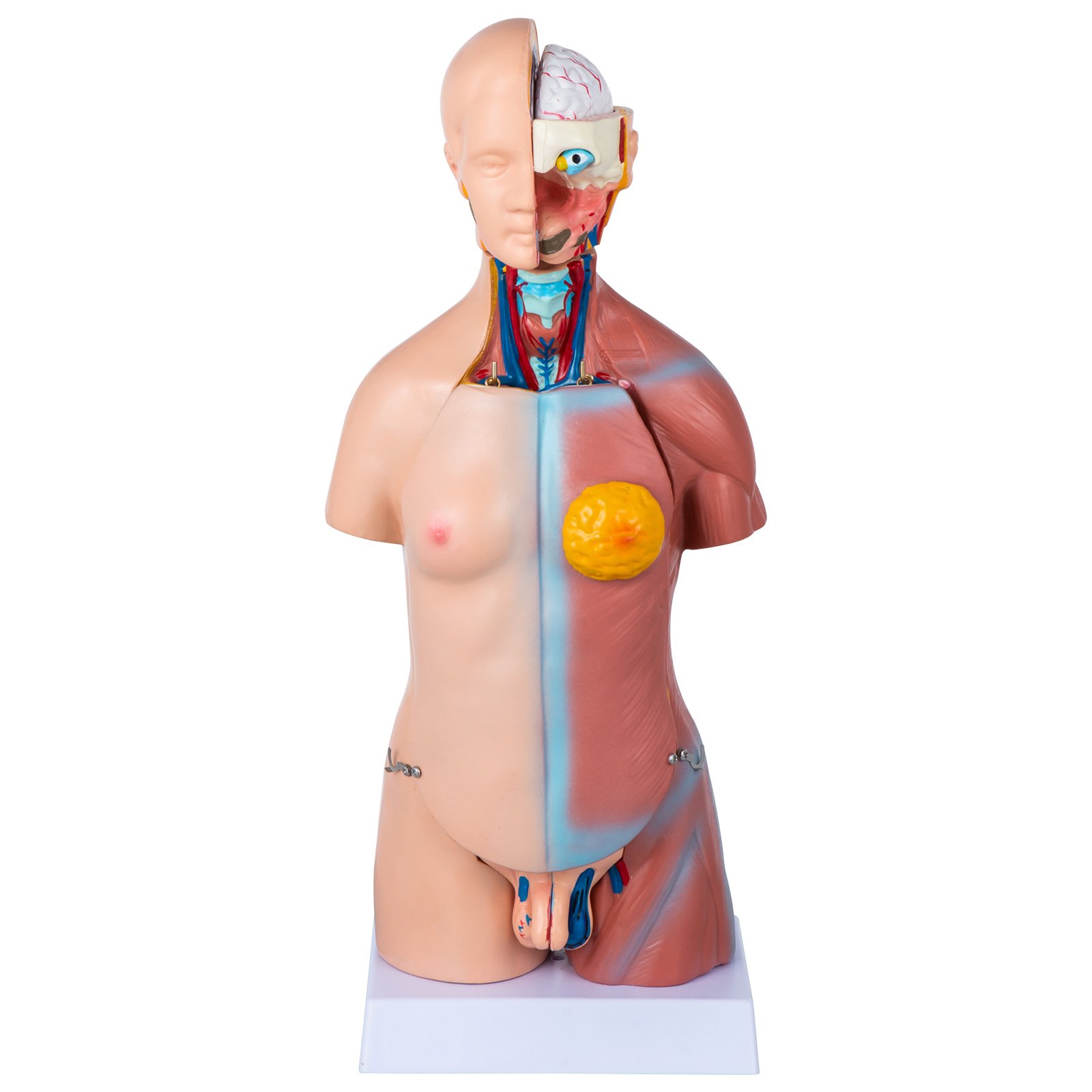 VEVOR Torso Anatomy Model 45cm Human Torso 23 Parts Unisex Human Torso Model Anatomy Models Human Body Anatomical Model Skeleton Life Size Medical Anatomy Educational Teaching Tool