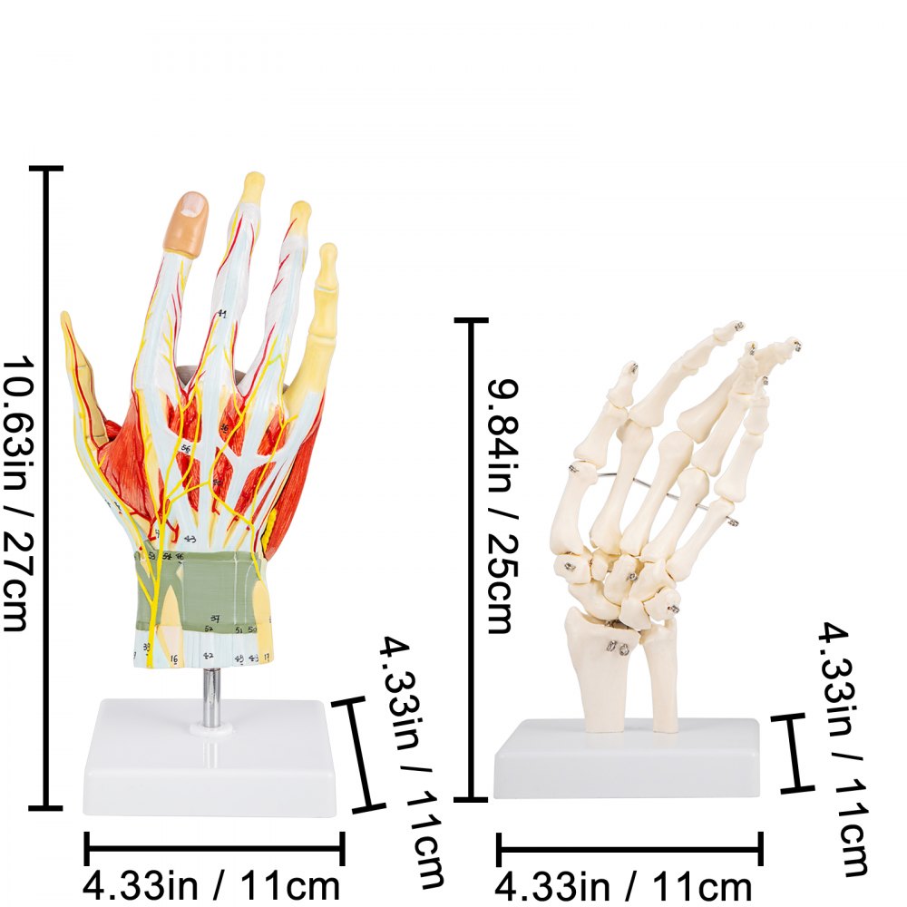 VEVOR Anatomical Hand Model Ligaments 7-Part Model Hand for Anatomy Life Size Anatomical Hand w/Display Base & Hand Skeleton Labeled Hand Muscles Models for Science Classroom Study Teaching Display