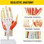 VEVOR Anatomical Hand Model Ligaments 7-Part Model Hand for Anatomy Life Size Anatomical Hand w/Display Base & Hand Skeleton Labeled Hand Muscles Models for Science Classroom Study Teaching Display