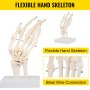 Vevor Anatomical Hand Model Ligaments 7-part Model Hand For Anatomy Life Size
