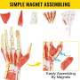 VEVOR Anatomical Hand Model Ligaments 7-Part Model Hand for Anatomy Life Size Anatomical Hand w/Display Base & Hand Skeleton Labeled Hand Muscles Models for Science Classroom Study Teaching Display