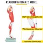 VEVOR Muscle Anatomy Leg Model, 13 Parts Lower Limb Muscle Model, Life Size Anatomical Muscular Leg Model with Stand, Labeled Leg Model with Muscles, Arteries, Veins, for Medical Teaching and Learning