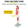 VEVOR Muscle Anatomy Leg Model, 13 Parts Lower Limb Muscle Model, Life Size Anatomical Muscular Leg Model with Stand, Labeled Leg Model with Muscles, Arteries, Veins, for Medical Teaching and Learning