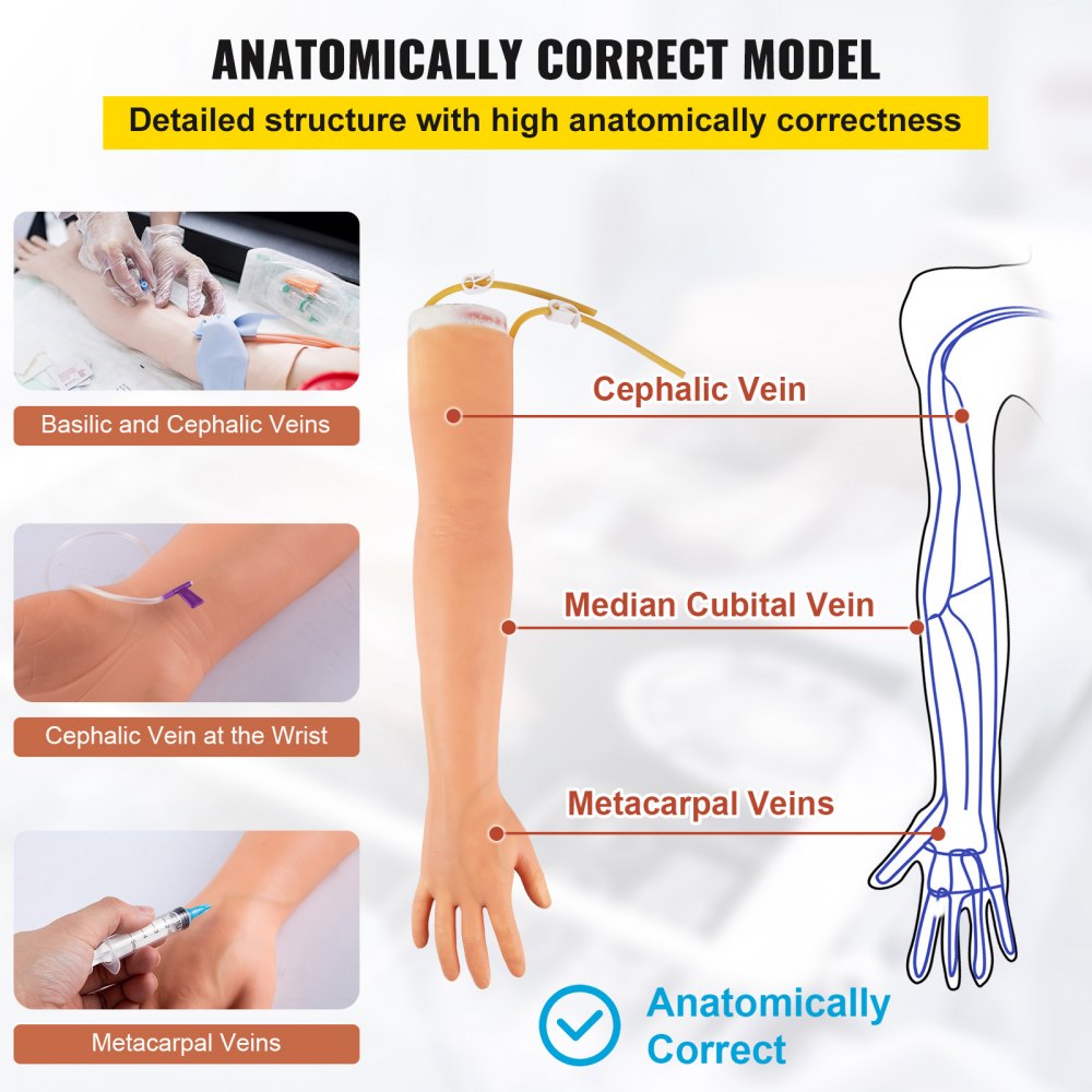 VEVOR phlebotomy practice kit showcasing accurately labeled basilic, cephalic, median cubital, and metacarpal veins.
