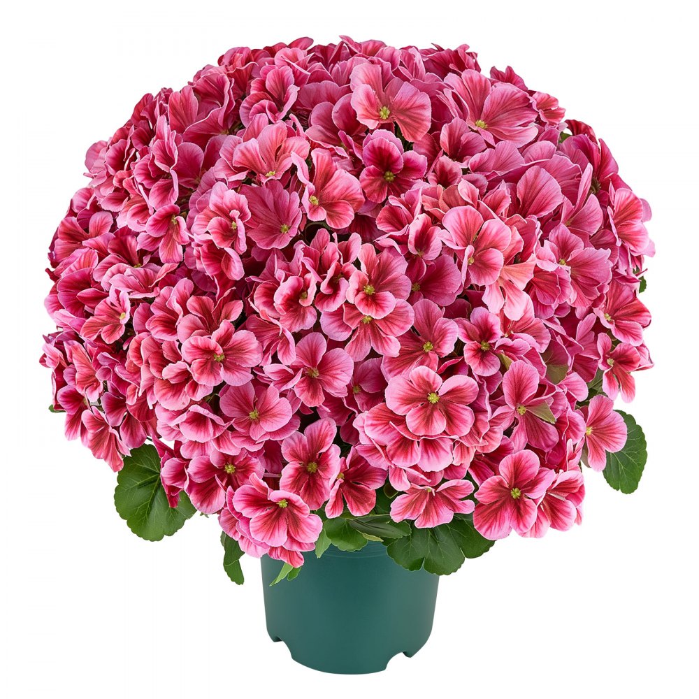 VEVOR Artificial Potted Geraniums 20 in 2-Pack Fake Flower Plants Deep Pink, for Porch, Patio, Entryway, & Home Decor, Indoor & Outdoor Use, Silk and PE Blooms in Pots, Ready to Display Faux Plants
