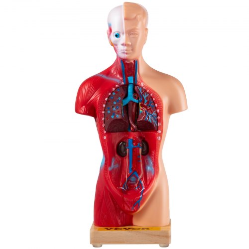 VEVOR Human Torso Anatomy Model, 15 Parts, 11 Inch Human Body Model w/ Brian Skull Head Heart and Removable Organs, Display Base & Product Manual Included, for Student Education Learning Display
