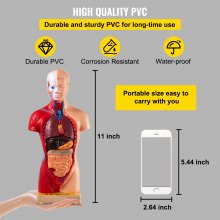 VEVOR Human Body Model 15 Parts 11 Inch Human Anatomy Model Medical Teaching Anatomical Skeleton Model with Removable Organs for Student Kids Adults, Display Base & Product Manual Included