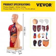 VEVOR Human Torso Anatomy Model, 15 deler, 11 tommers menneskekroppsmodell med Brian Skull Head Hjerte og avtakbare organer, skjermbase og produkthåndbok inkludert, for læringsskjerm for studentutdanning