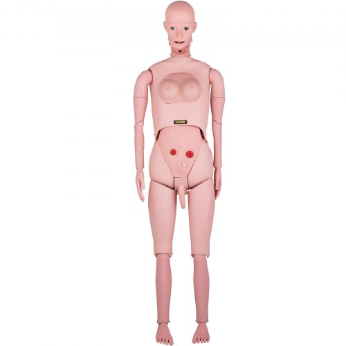 VEVOR Nursing Manikin, High Simulation 65"/165cm Life-size, Various Nursing Types, Male/Female PVC Nursing Training Mannequin w/ IV Practice Kit, for Professional Nursing Skills Training Practicing