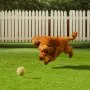 VEVOR Artifical Grass, 1.8 x 3 m Rug Green Turf, 35mmFake Door Mat Outdoor Patio Lawn Decoration, Easy to Clean with Drainage Holes, Perfect For Multi-Purpose Home Indoor Entryway Scraper Dog Mats