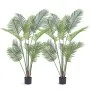 Betel Palm