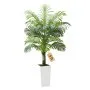 Thick-Trunk Areca Palm