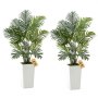Areca Palm