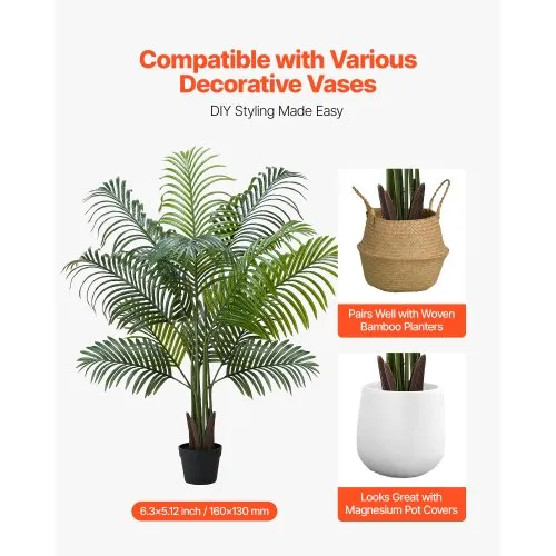 firesticks pencil cactus Pencil Cactus Firestick (4 Inch)  Westbrae Nursery