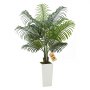 Areca Palm
