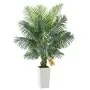 Areca Palm