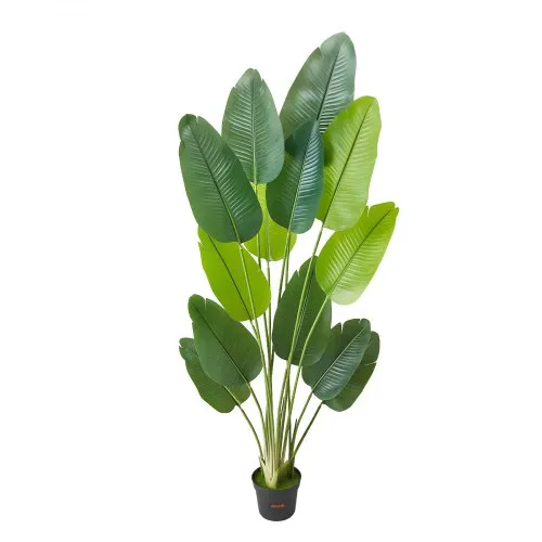 dragon fruit plant indoor Dragon Fruit – Liberty Landscape Supply main image 1