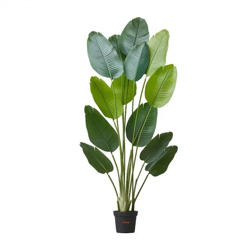 gold flame snake plant Sansevieria trifasciate Golden Flame / 'Snake Plant'  plantsandpapers