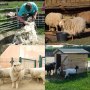 VEVOR Support pour bétail, hauteur de 9,8" et support de coupe de 5,9" de longueur réglable, fixation de porte en acier, support de boucle de nez, supports de coupe de chèvre, support de tonte de mouton, pour moutons et chèvres