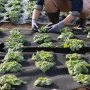 gardener planting leafy greens on VEVOR geotextile fabric for weed control in vegetable garden.