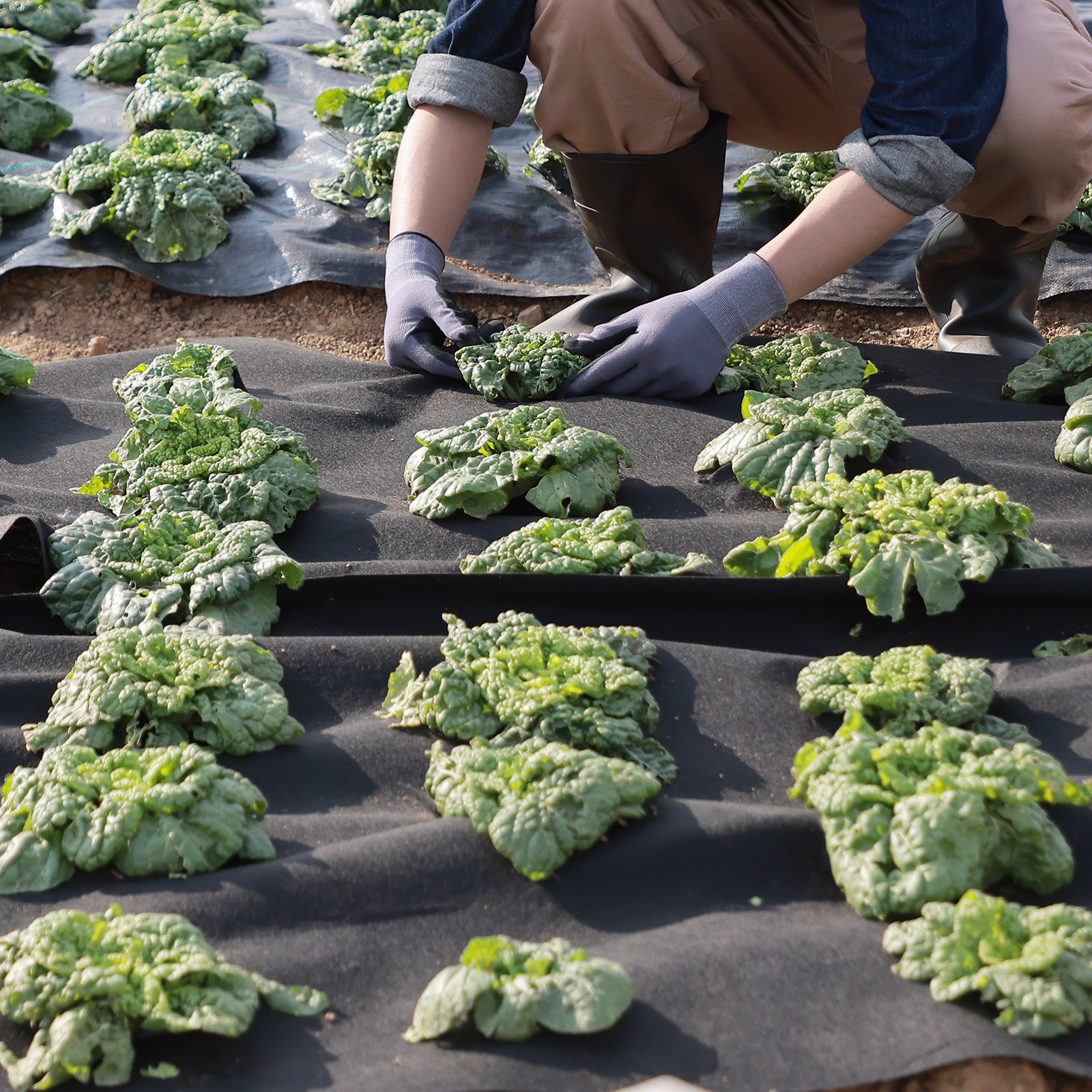 gardener planting leafy greens on VEVOR geotextile fabric for weed control in vegetable garden.