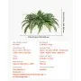 VEVOR Artificial Ferns, Natural Spread Diameter 37-41 Inch, Large Hanging Fake Boston Ferns, Sunlight Resistant Fake Plant Wall Decor with 80 Branches and Flowerpot, Faux Fern for Home Office Outdoor