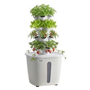 indoor aloe plant Buy Aloe Vera Plants Online | Healing Plant main image 1