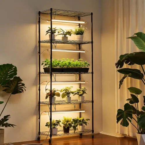 jasmine flower indoor plant Hundredfold Jasmine Plant 1 Small Cutting