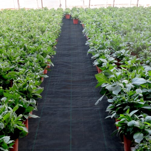 6x300 ft Heavy Duty PP Woven Weed Barrier Landscape Ground Cover 2.4Oz