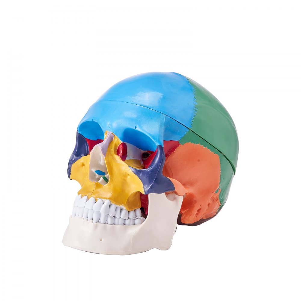 VEVOR Human Skull Model, 3 Parts Human Skull Anatomy, Life-Size Painted ...