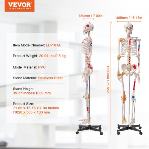 VEVOR Human Skeleton Model for Anatomy, 71.65